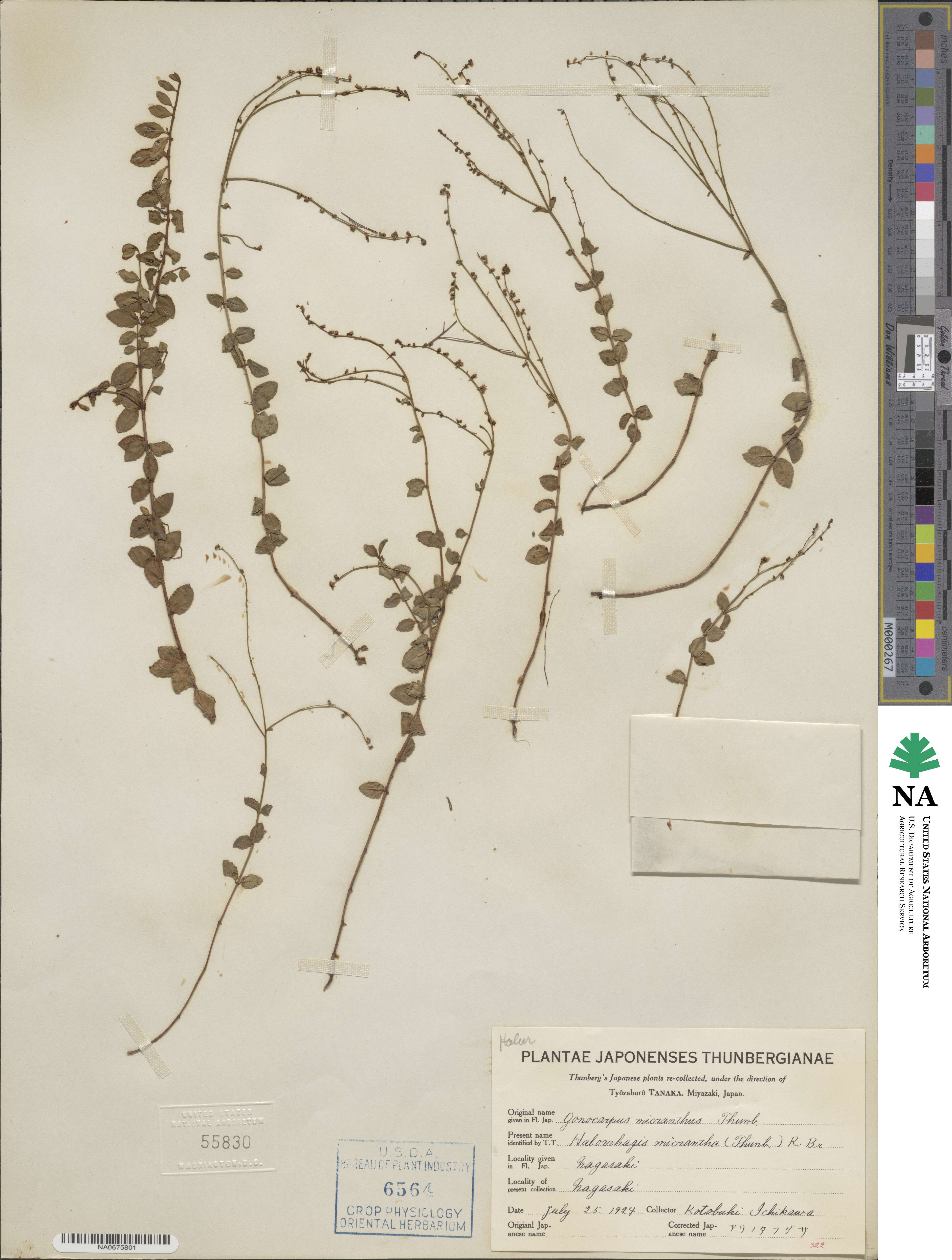 Gonocarpus micranthus subsp. micranthus image