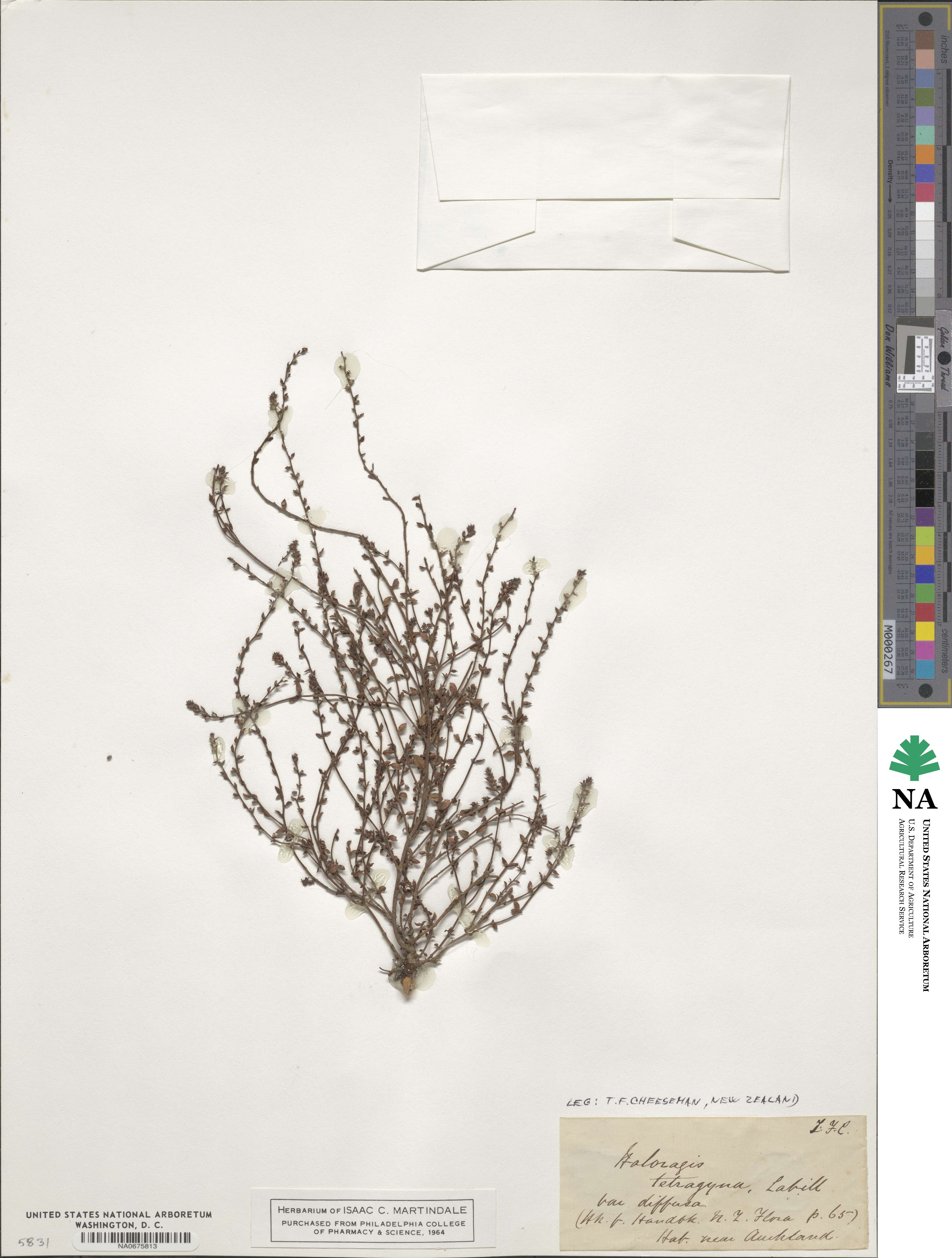 Haloragis tetragyna image