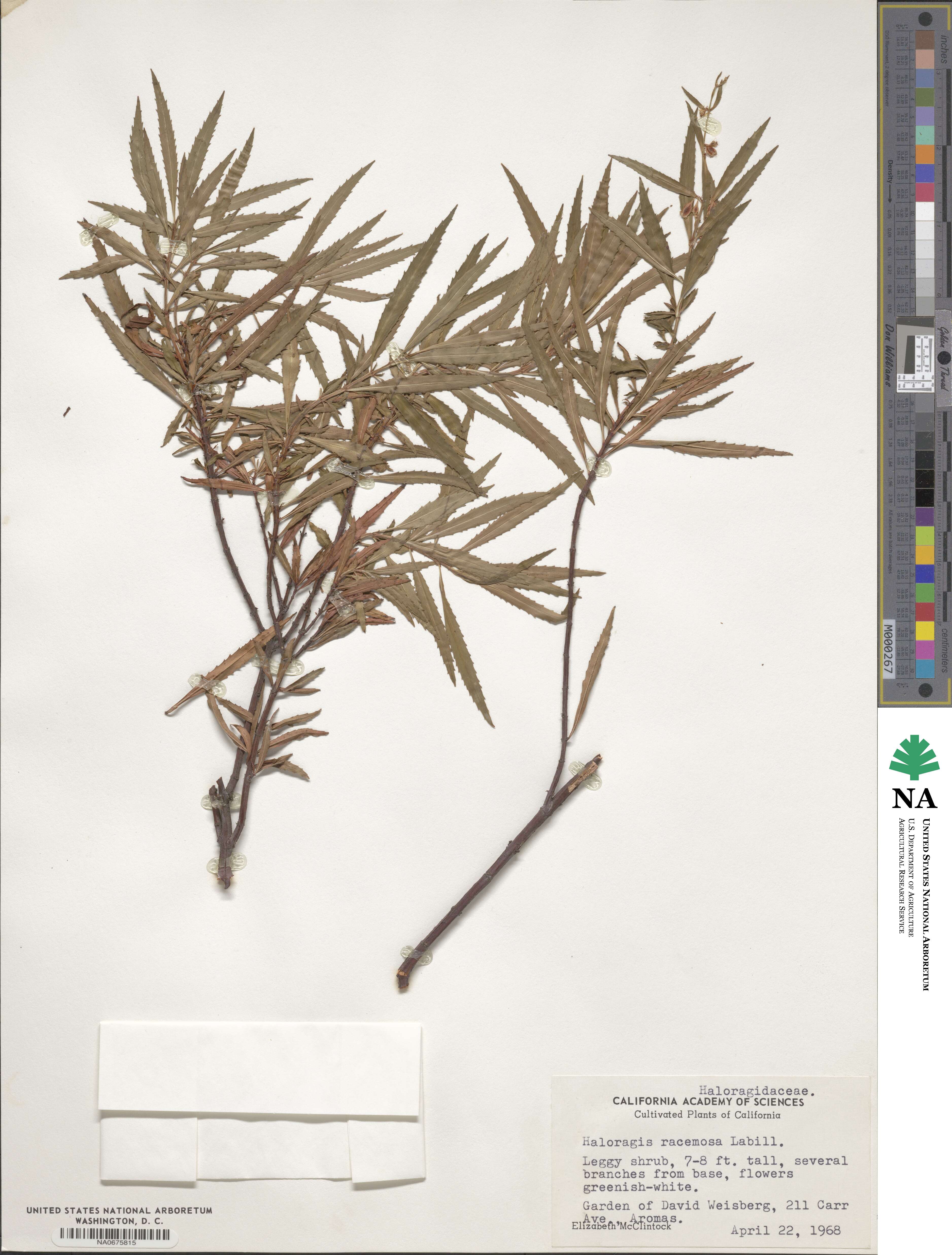 Glischrocaryon image