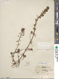 Myriophyllum aquaticum image