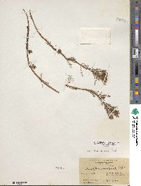 Myriophyllum aquaticum image