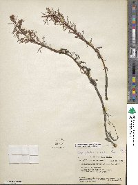 Myriophyllum aquaticum image