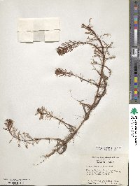 Myriophyllum aquaticum image