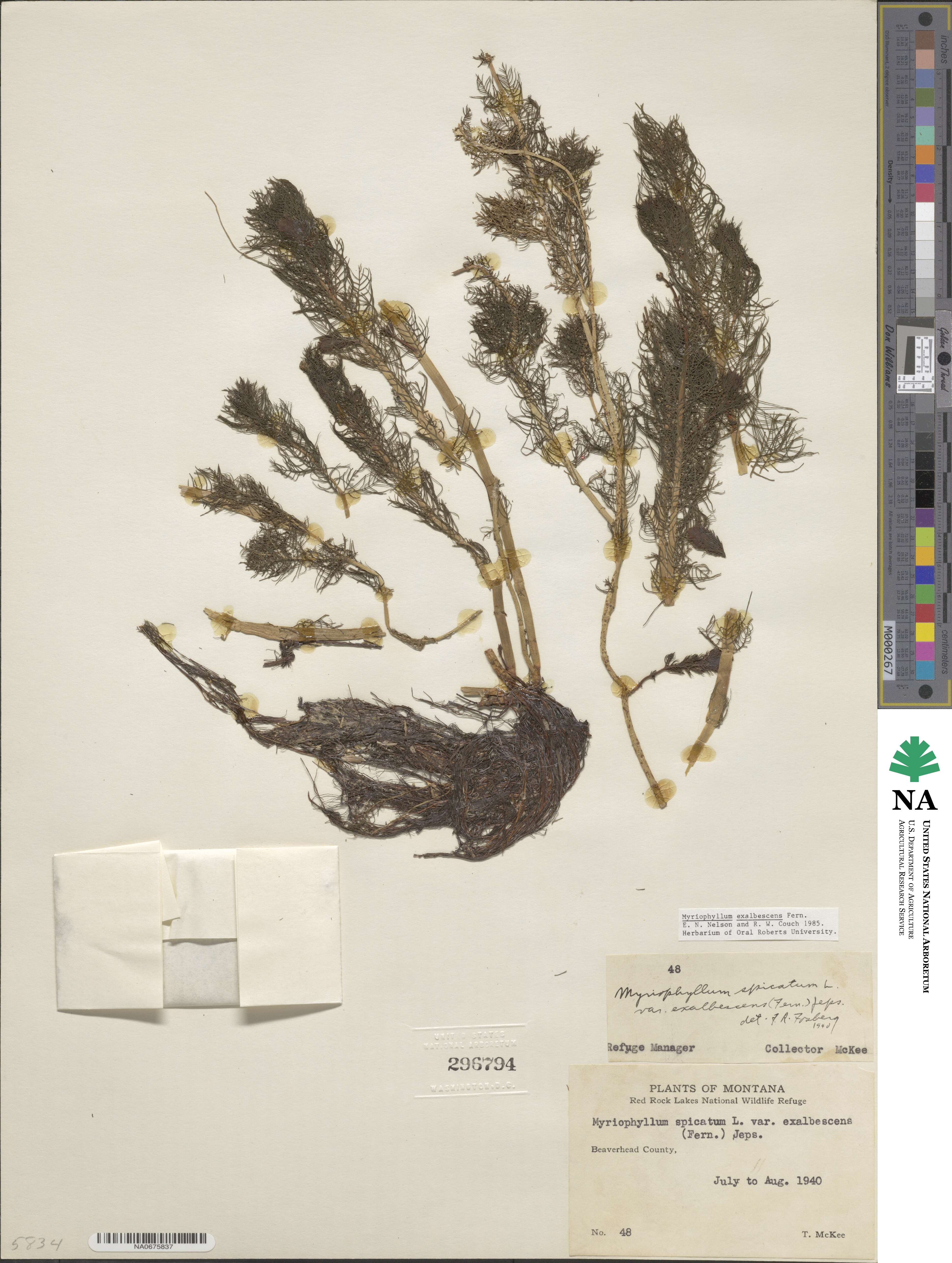 Myriophyllum sibiricum image