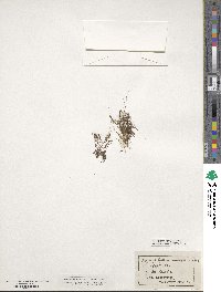 Image of Myriophyllum farwellii