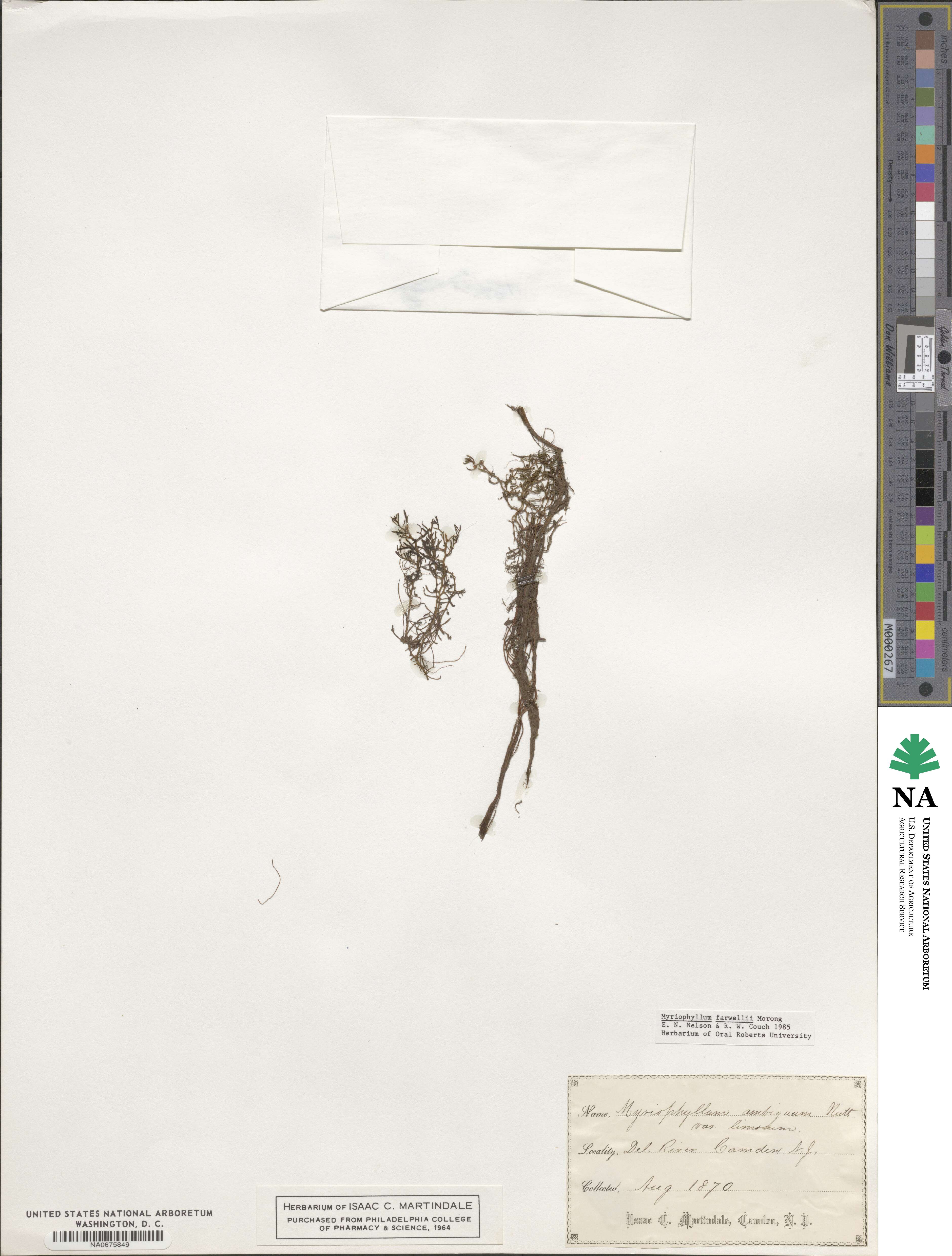 Myriophyllum farwellii image