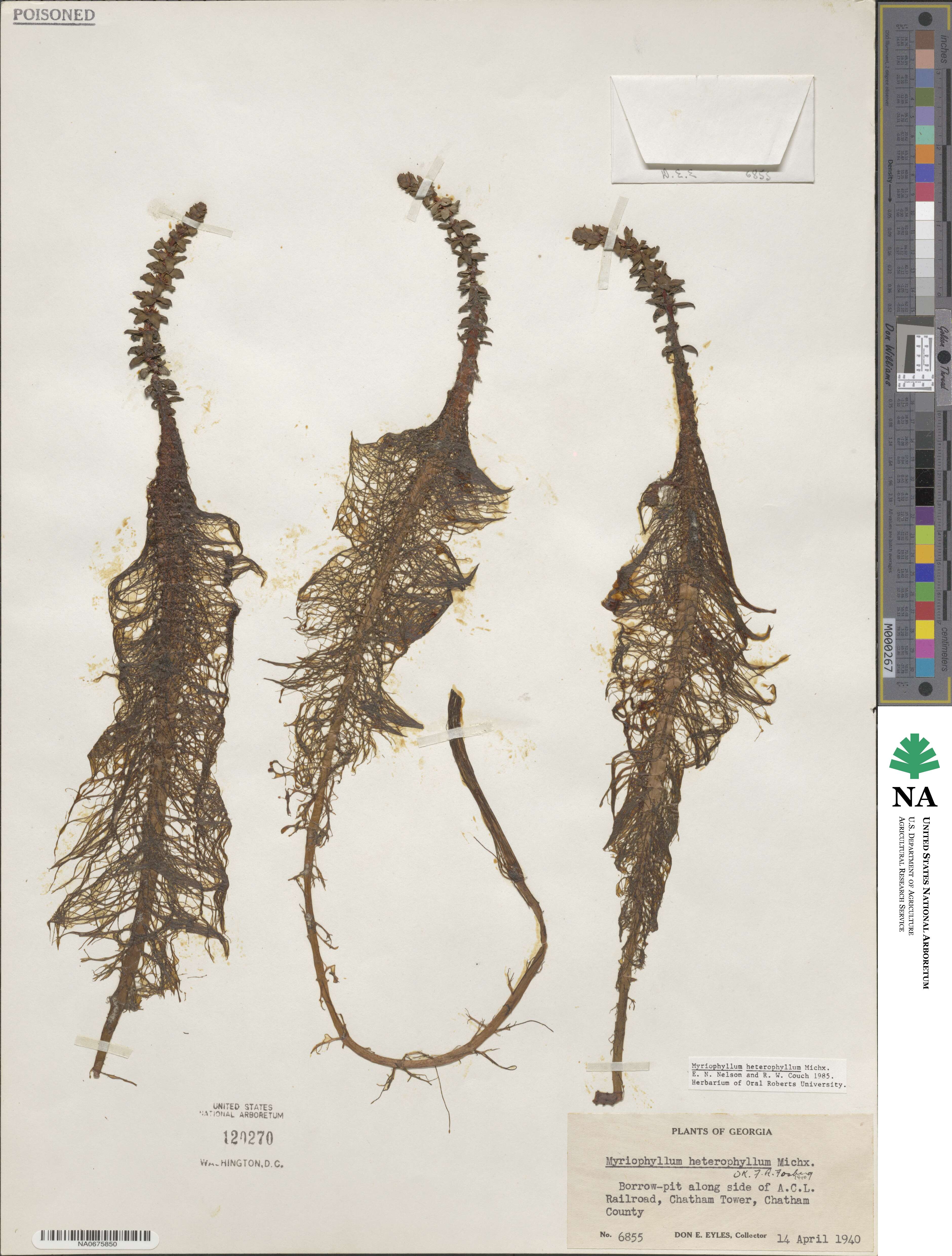 Myriophyllum heterophyllum image