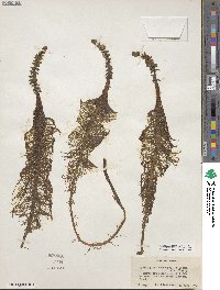 Image of Myriophyllum heterophyllum