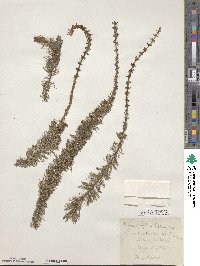 Myriophyllum heterophyllum image