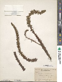 Myriophyllum heterophyllum image