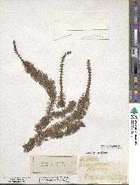 Myriophyllum heterophyllum image