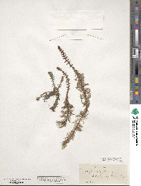 Myriophyllum heterophyllum image