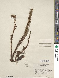 Myriophyllum heterophyllum image