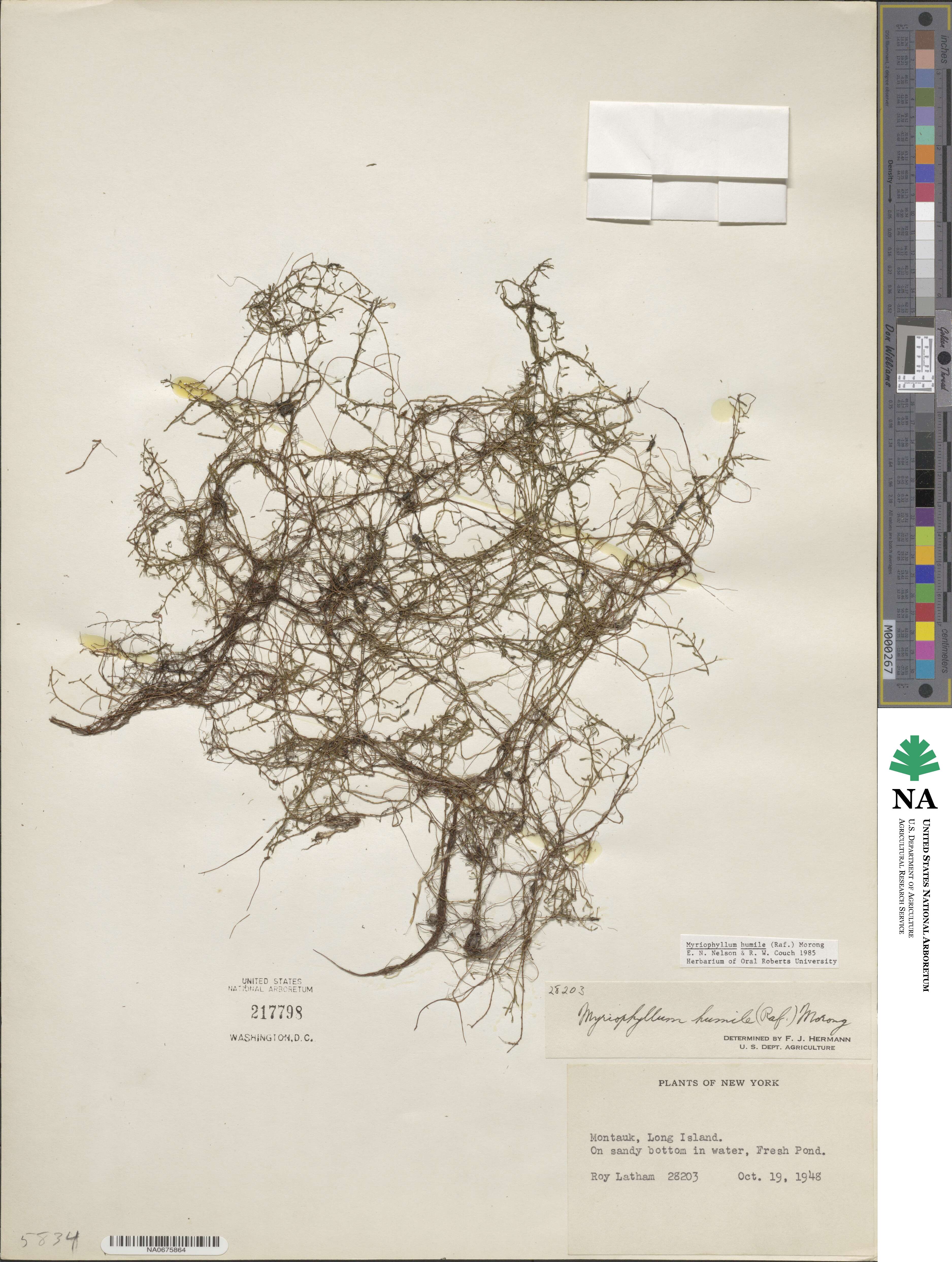 Myriophyllum humile image