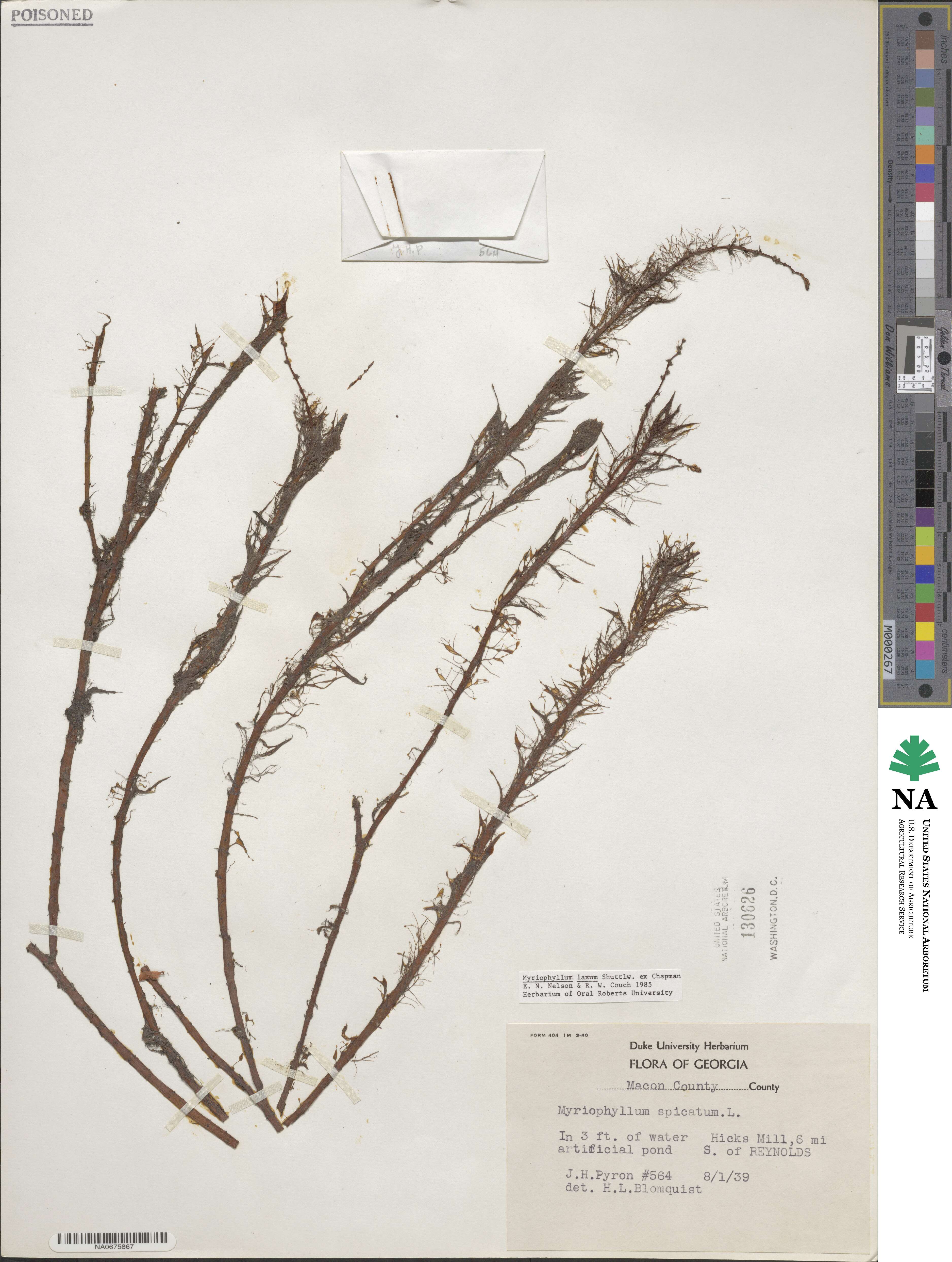 Myriophyllum laxum image
