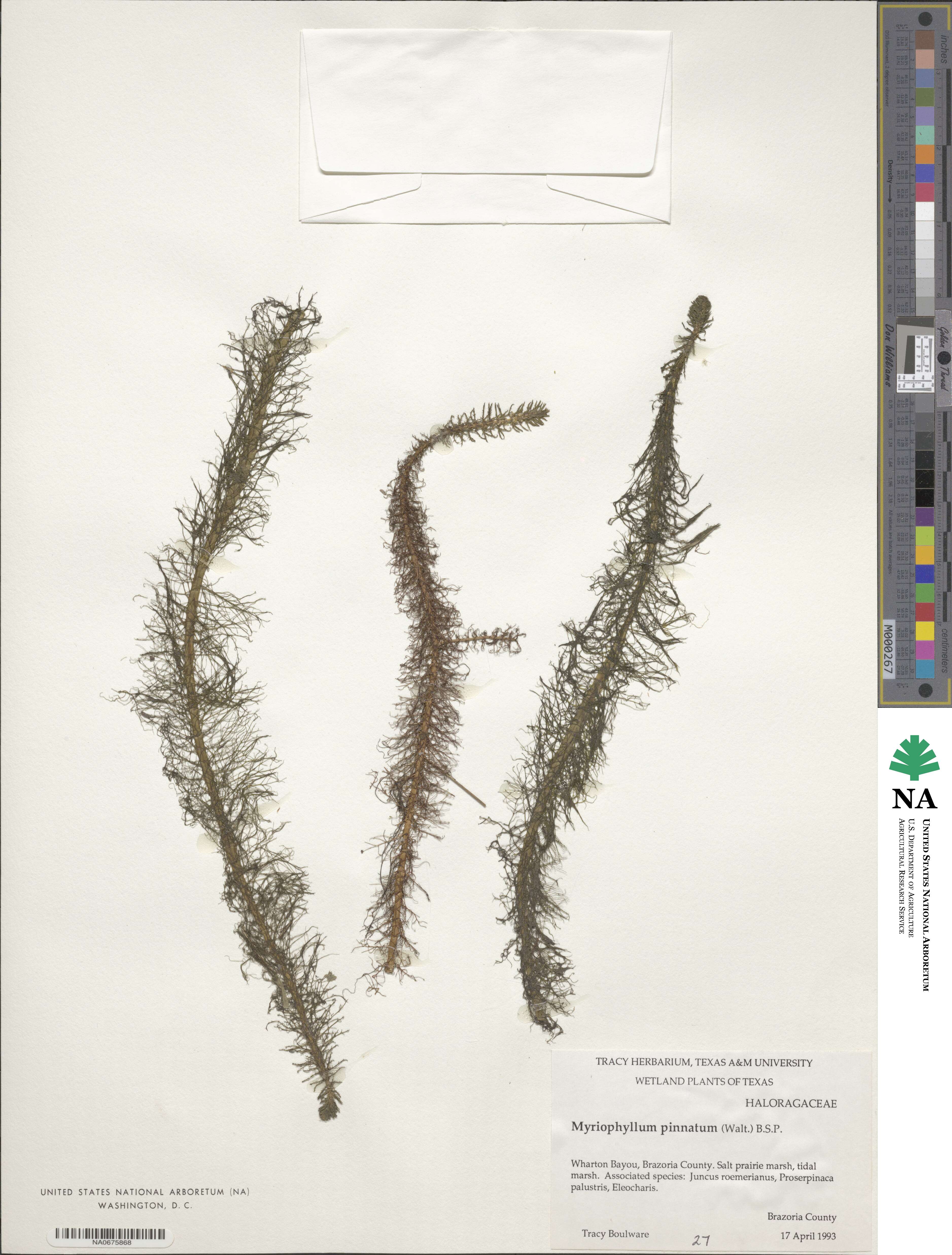 Myriophyllum pinnatum image