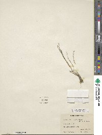 Image of Myriophyllum tenellum