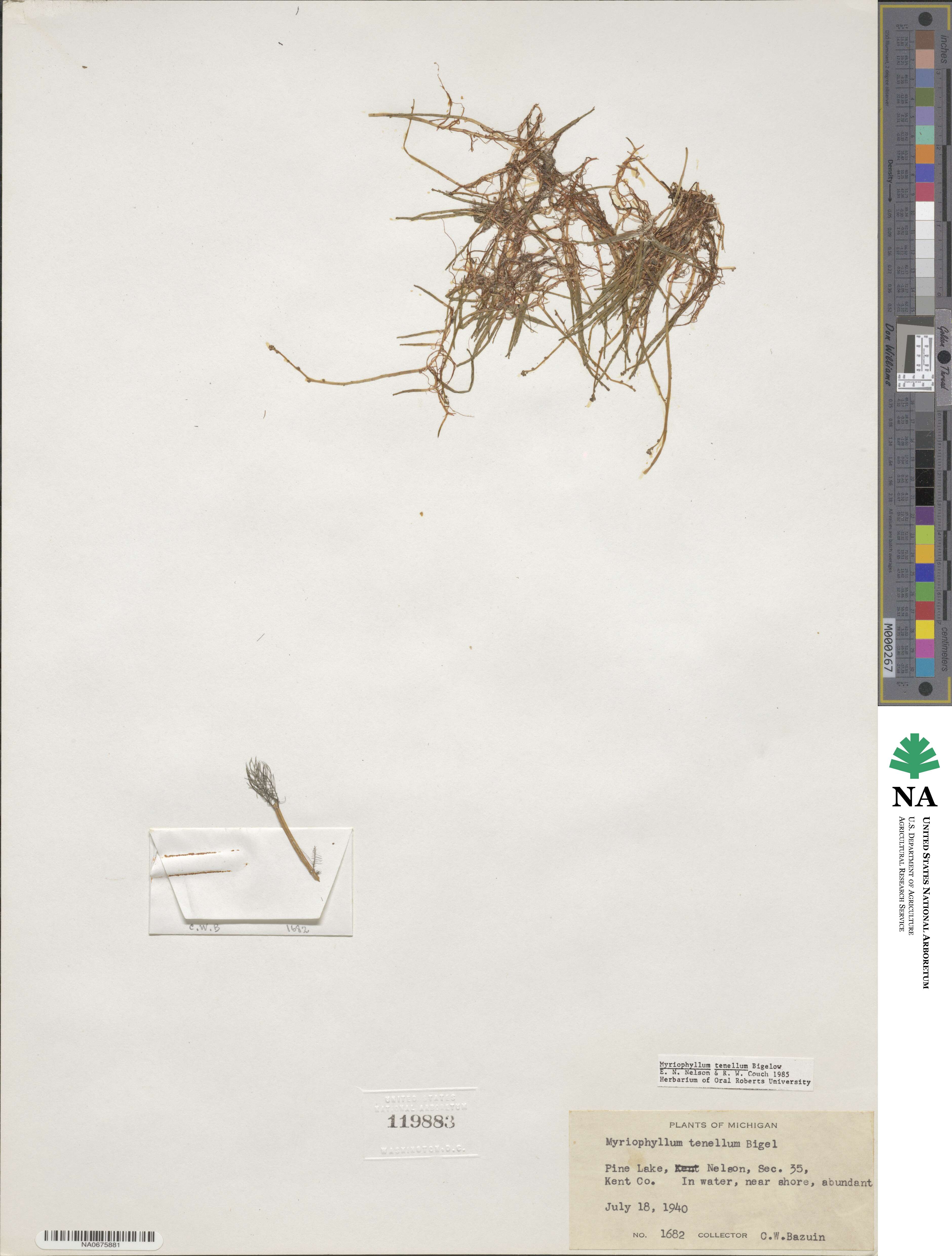 Myriophyllum image