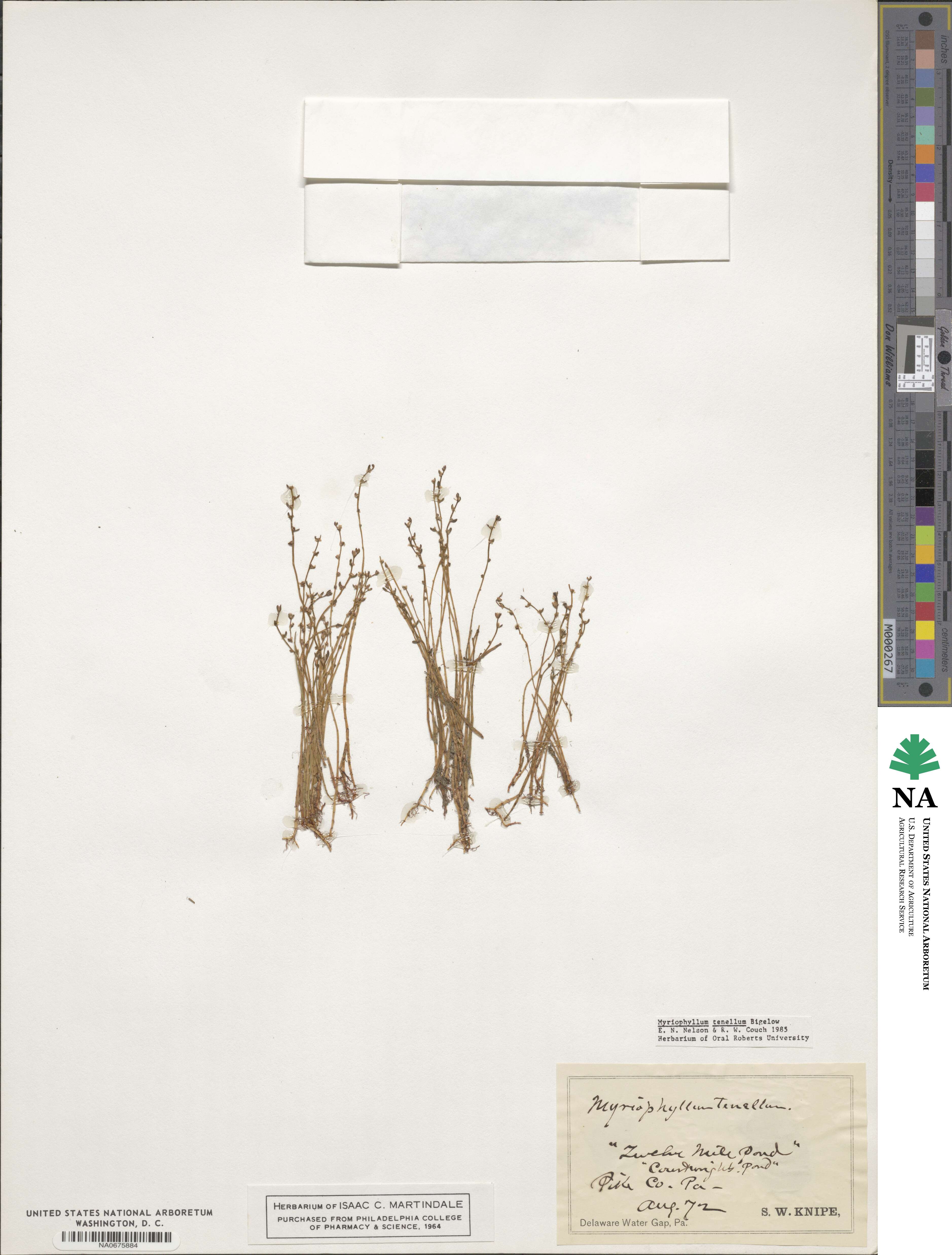 Myriophyllum tenellum image