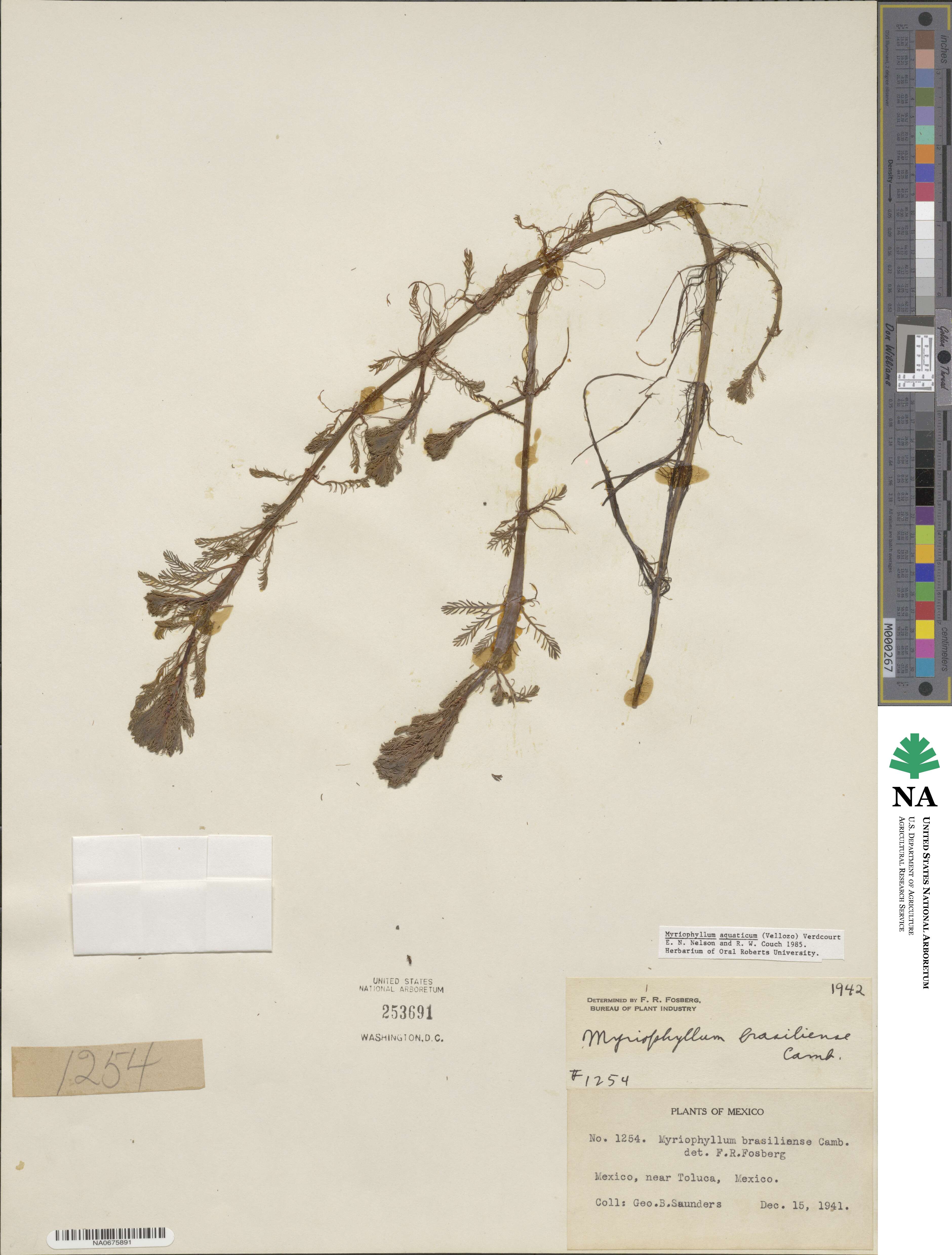 Myriophyllum aquaticum image