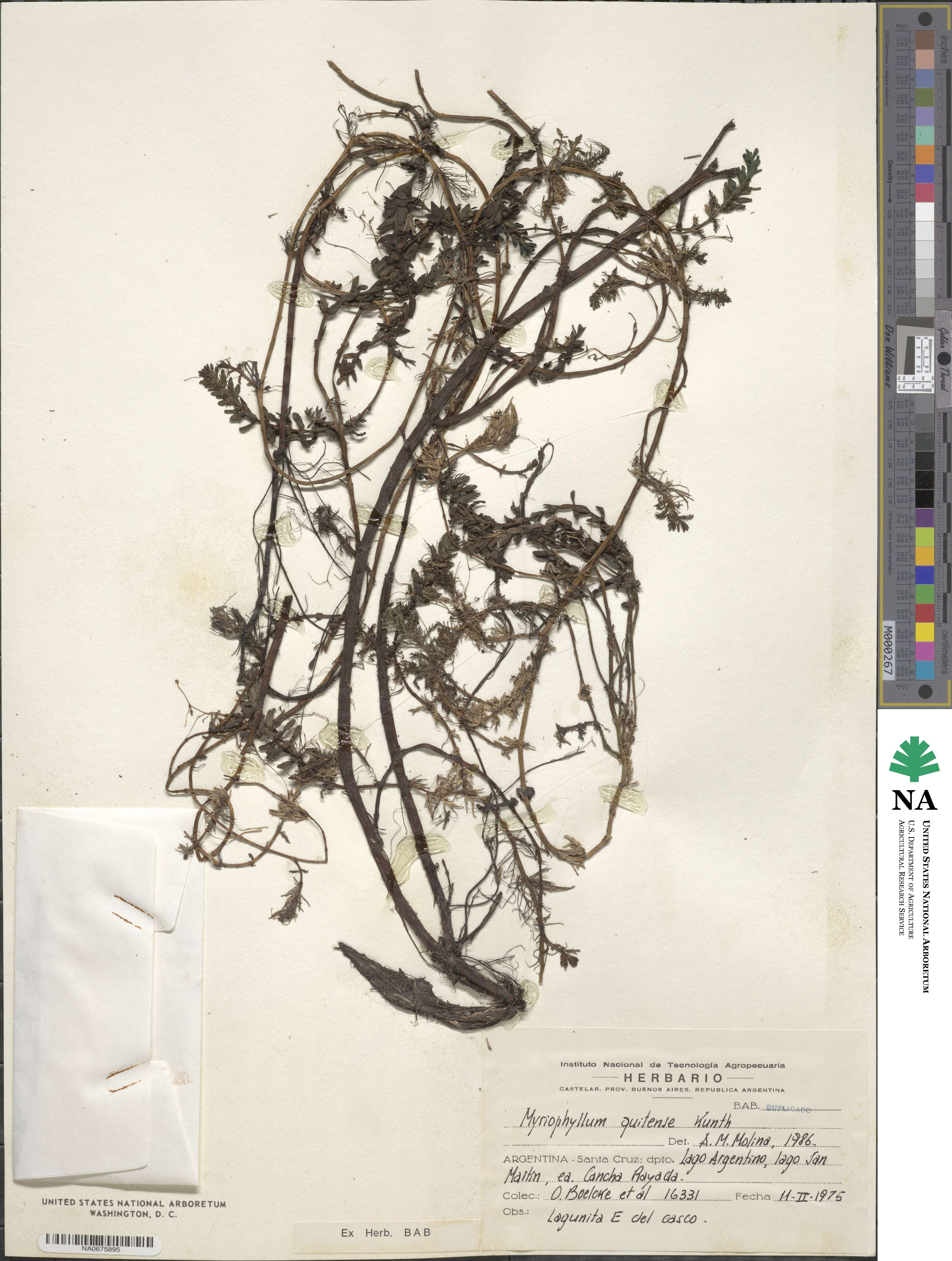 Myriophyllum quitense image