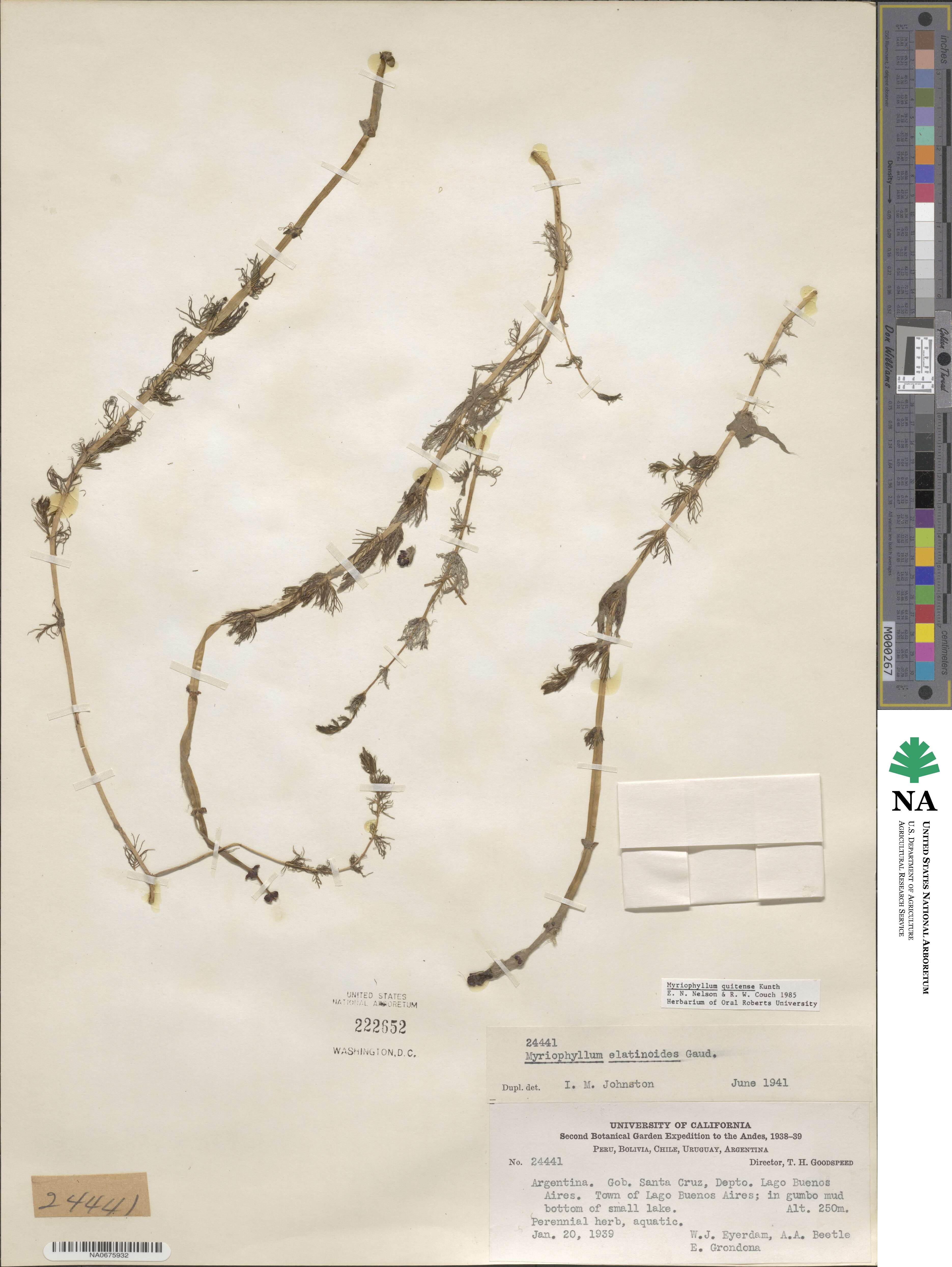 Myriophyllum quitense image