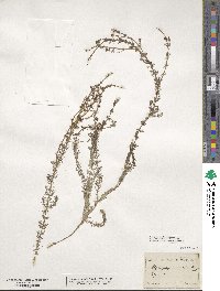 Myriophyllum alterniflorum image