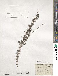 Myriophyllum spicatum image
