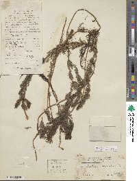 Myriophyllum spicatum image