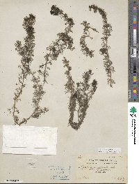 Myriophyllum spicatum image