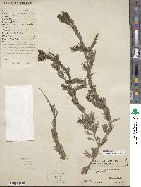 Myriophyllum spicatum image