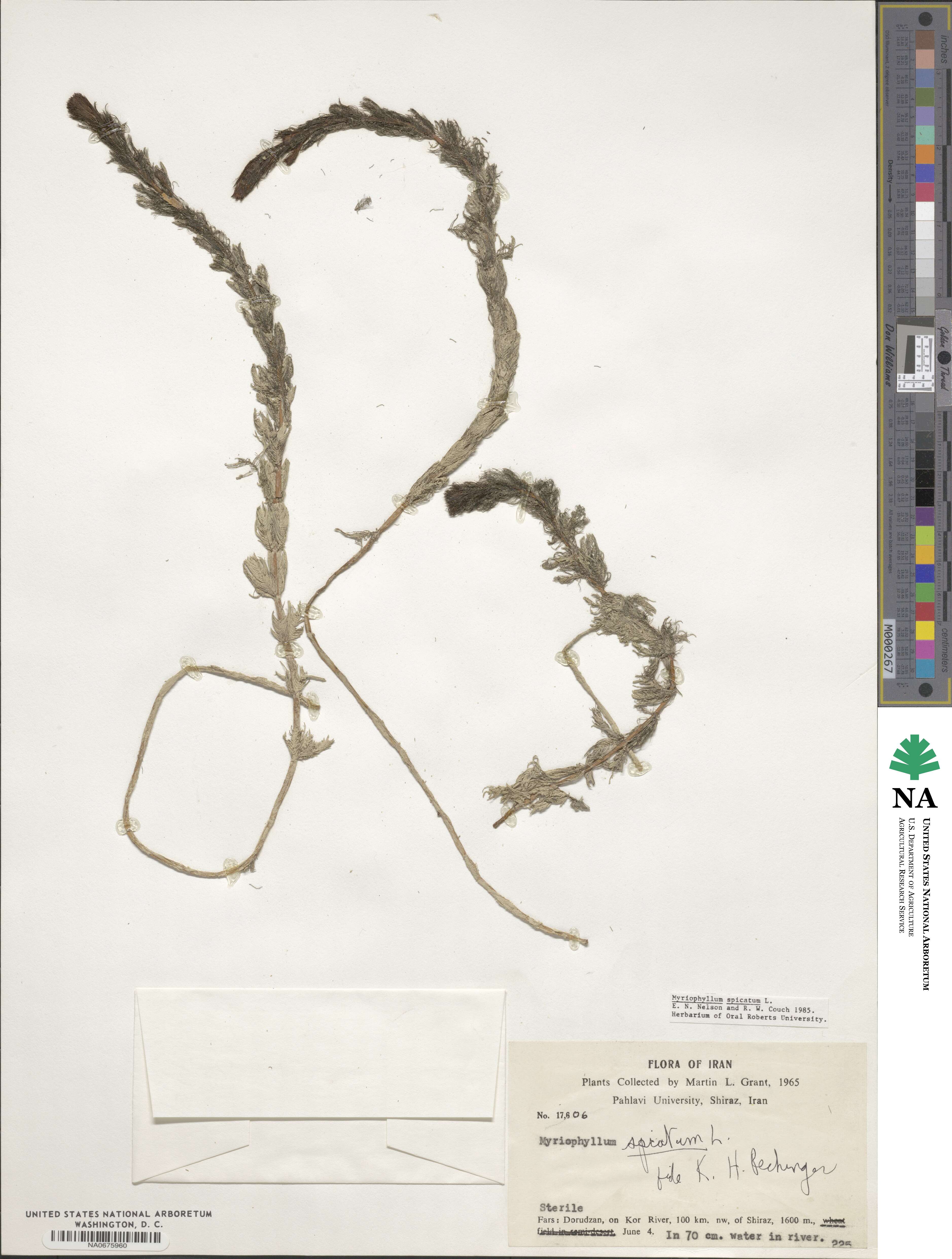 Myriophyllum spicatum image