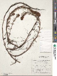 Myriophyllum aquaticum image