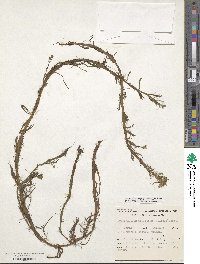 Myriophyllum aquaticum image