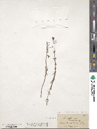 Image of Myriophyllum intermedium