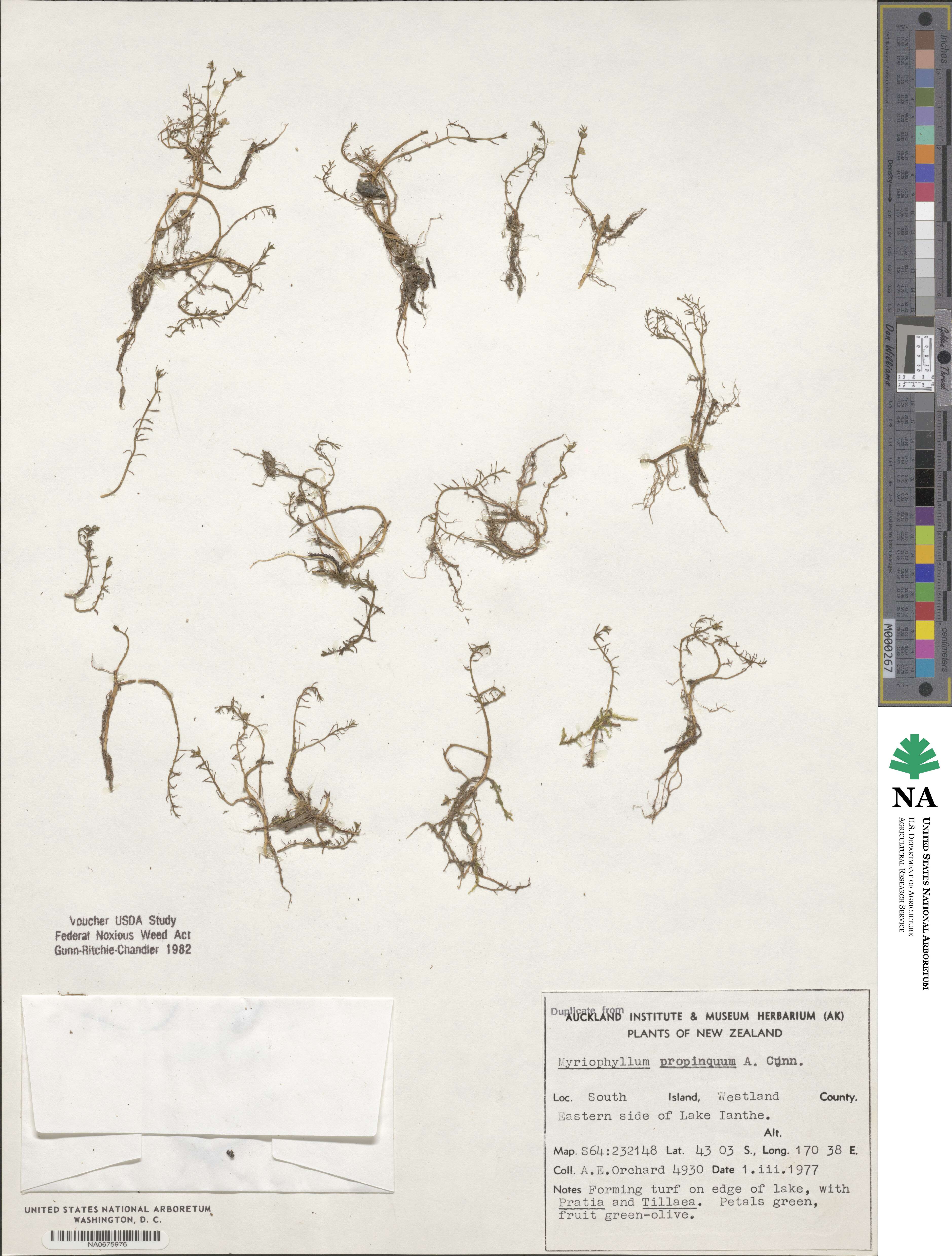 Myriophyllum propinquum image