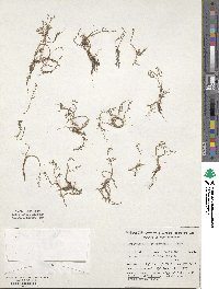 Image of Myriophyllum propinquum