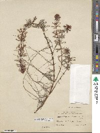 Myriophyllum aquaticum image