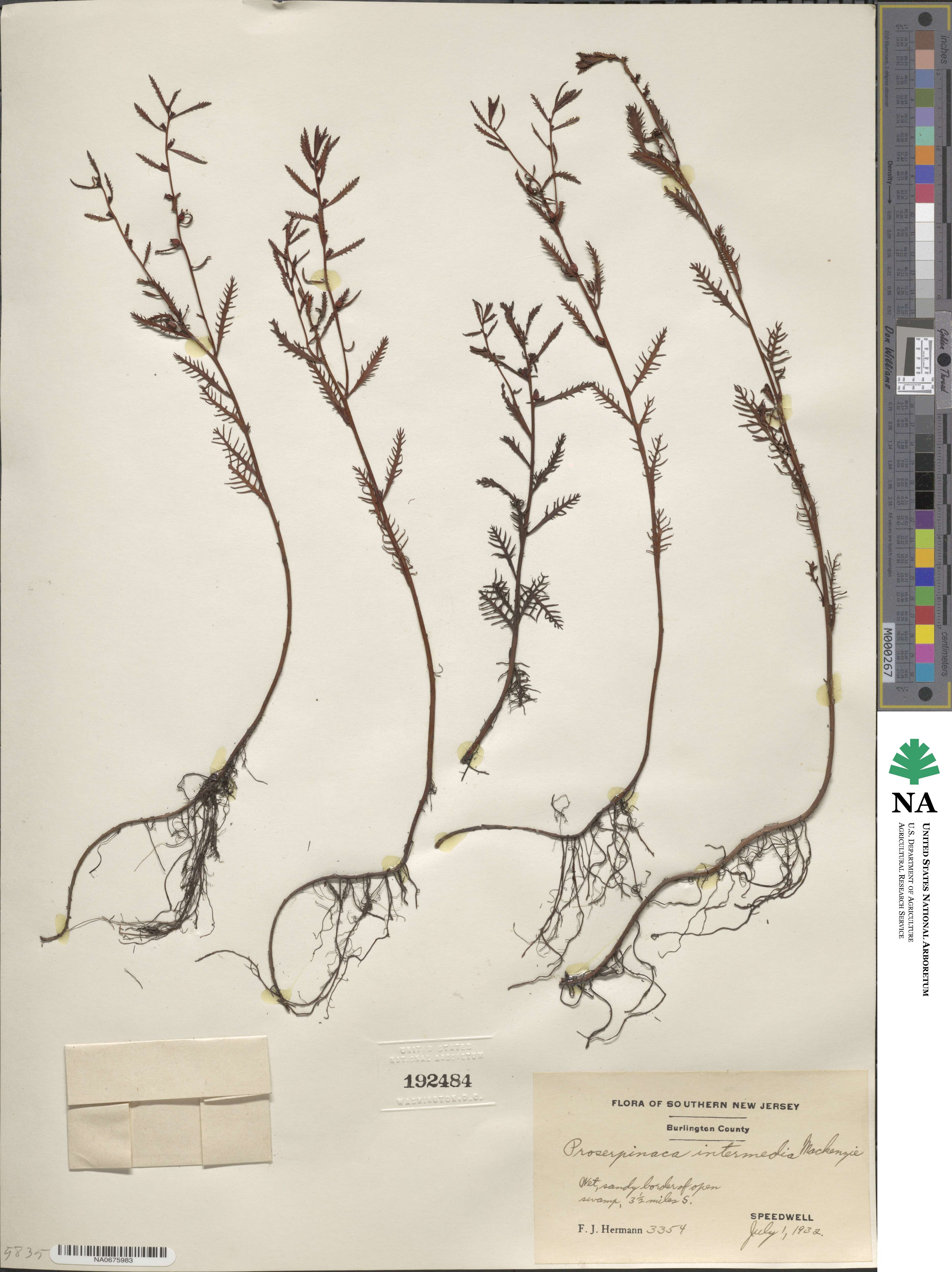 Proserpinaca intermedia image