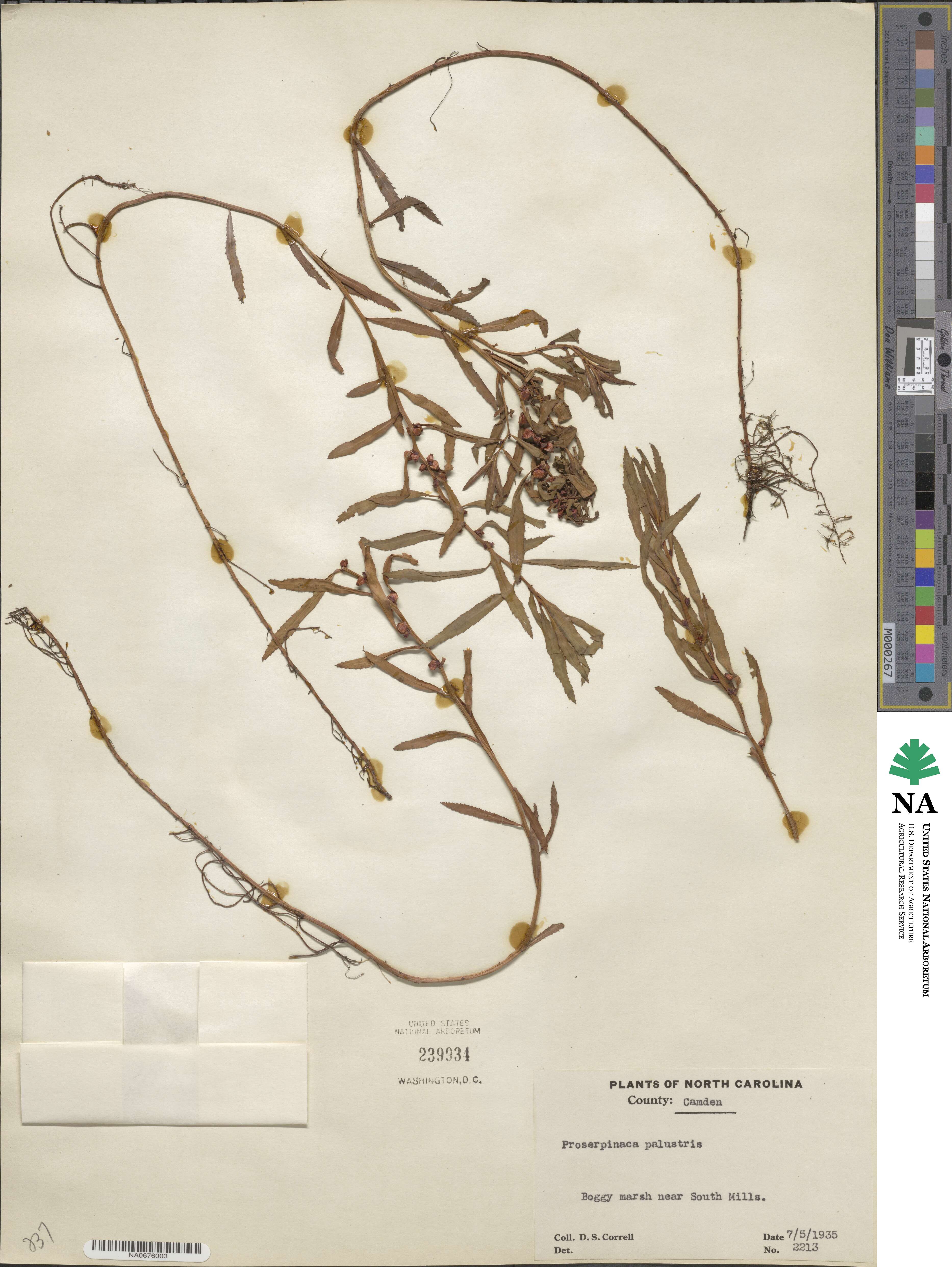 Proserpinaca palustris image