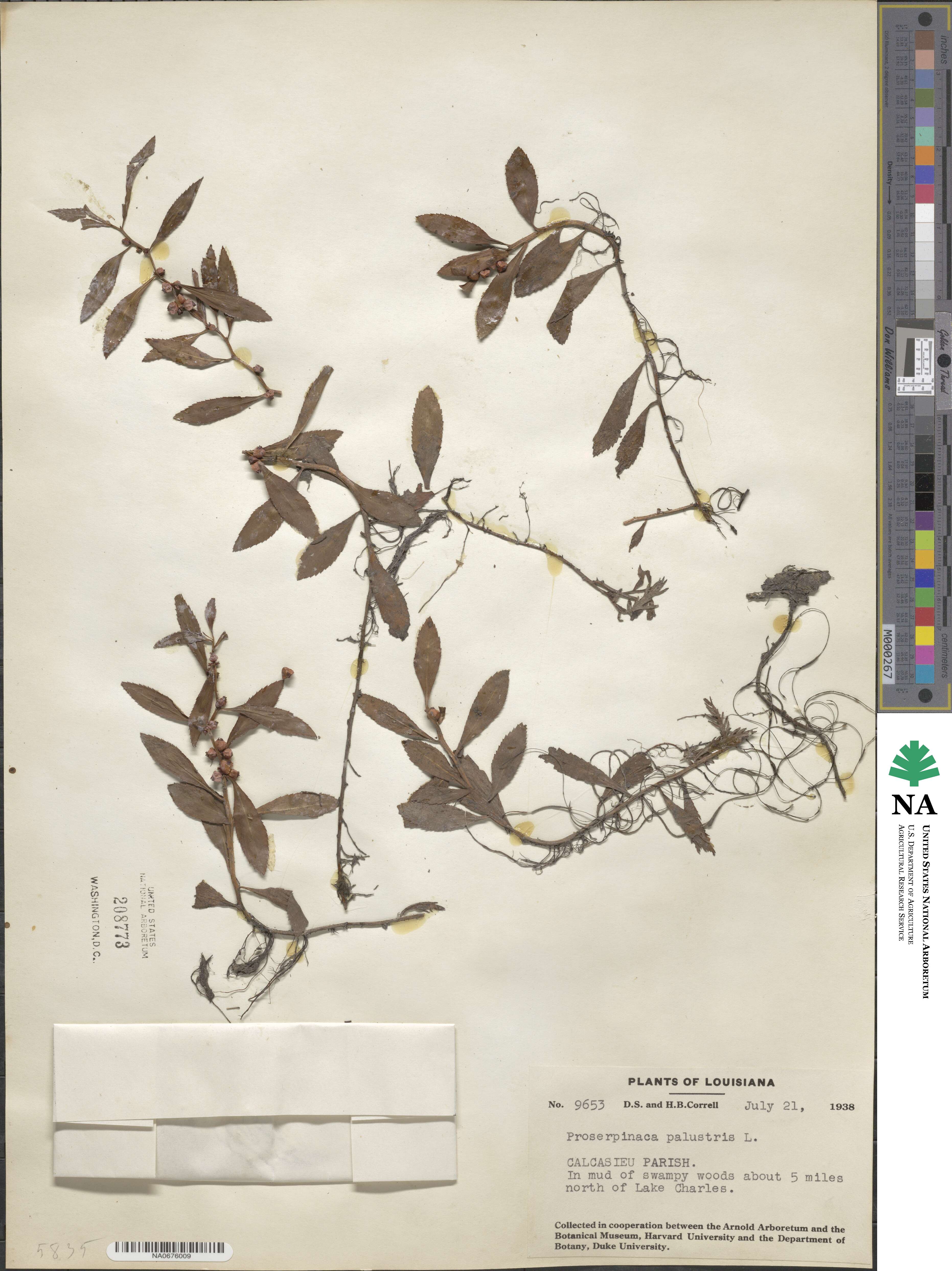 Proserpinaca palustris image