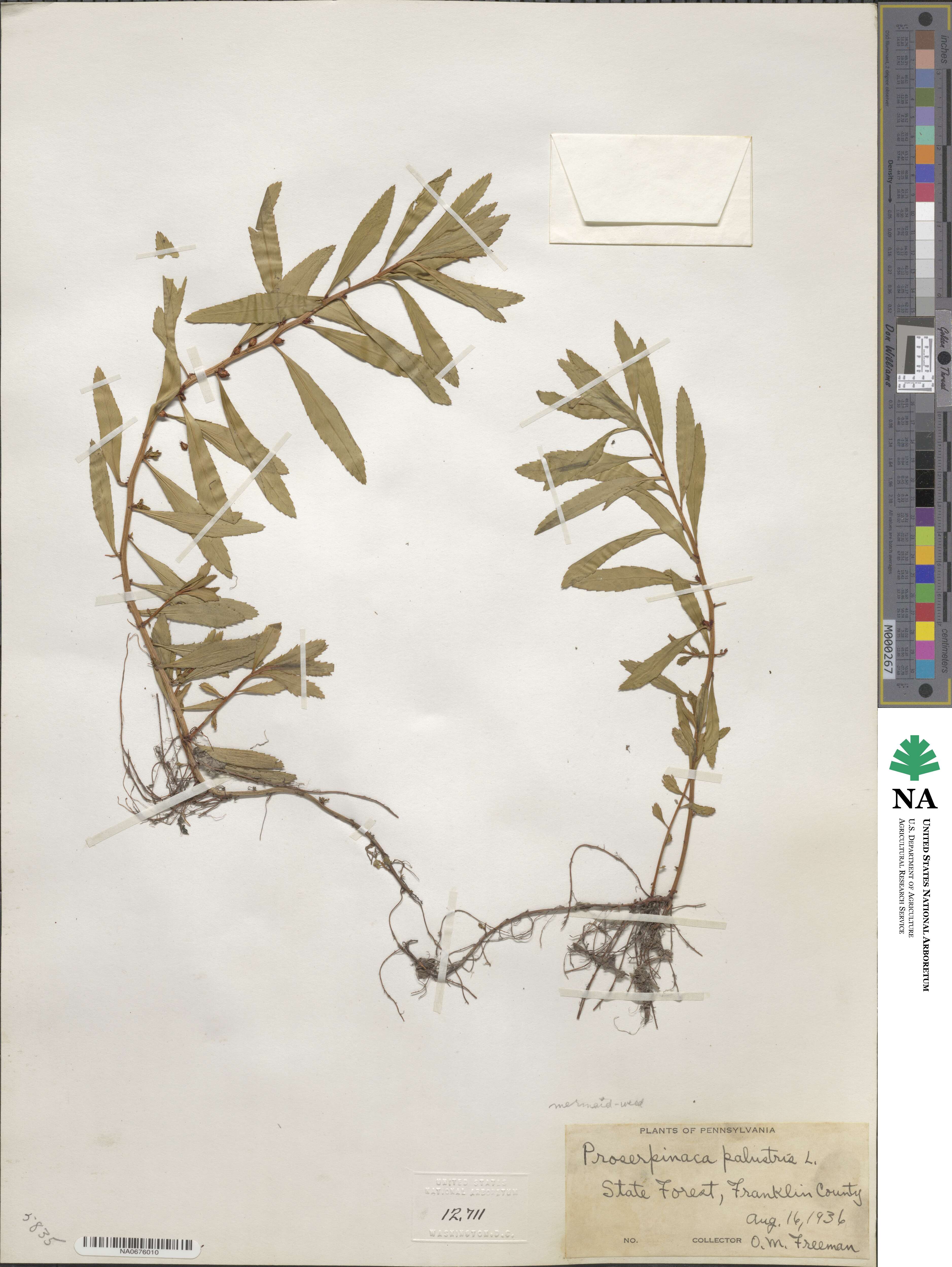 Proserpinaca palustris image