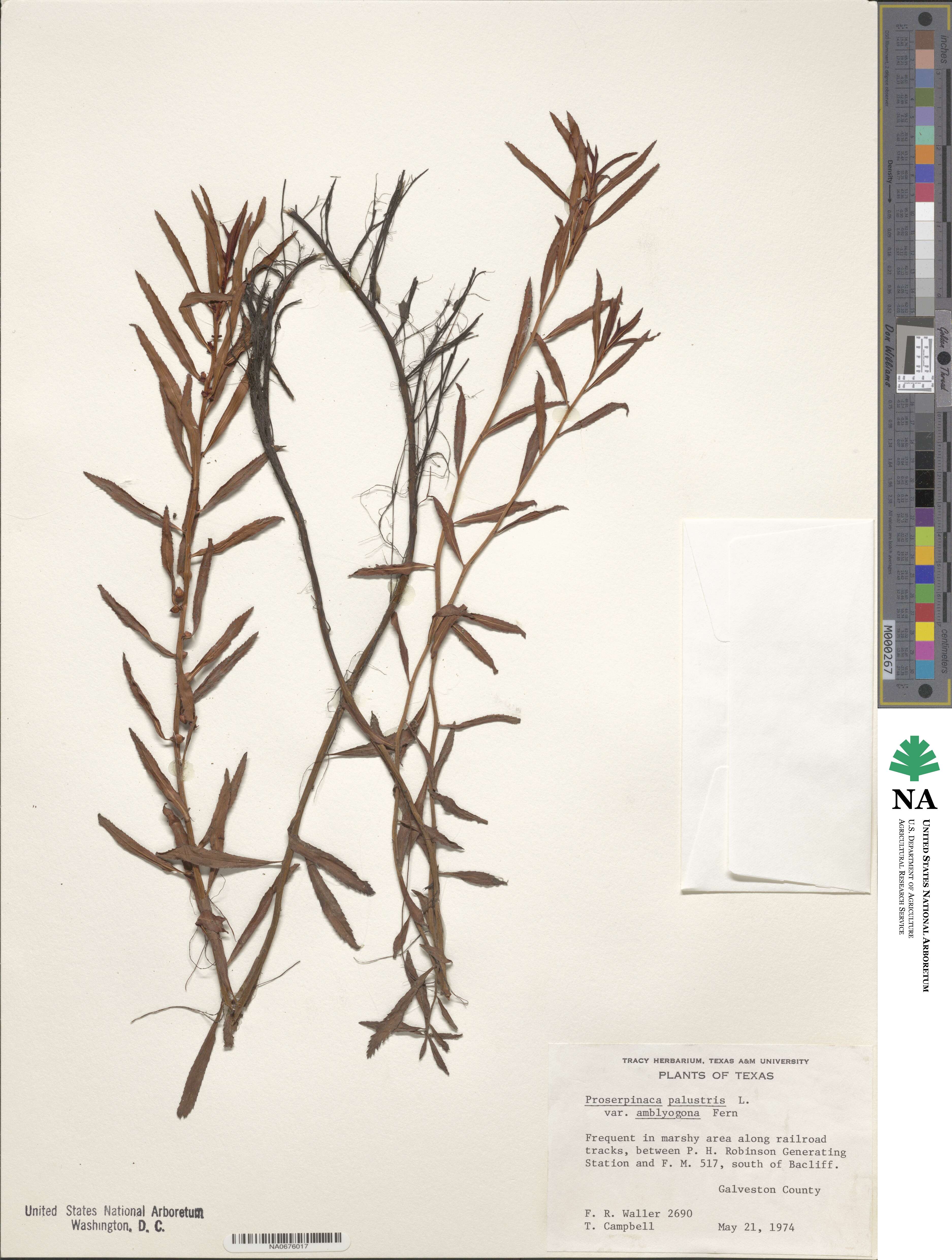 Proserpinaca palustris var. amblyogona image