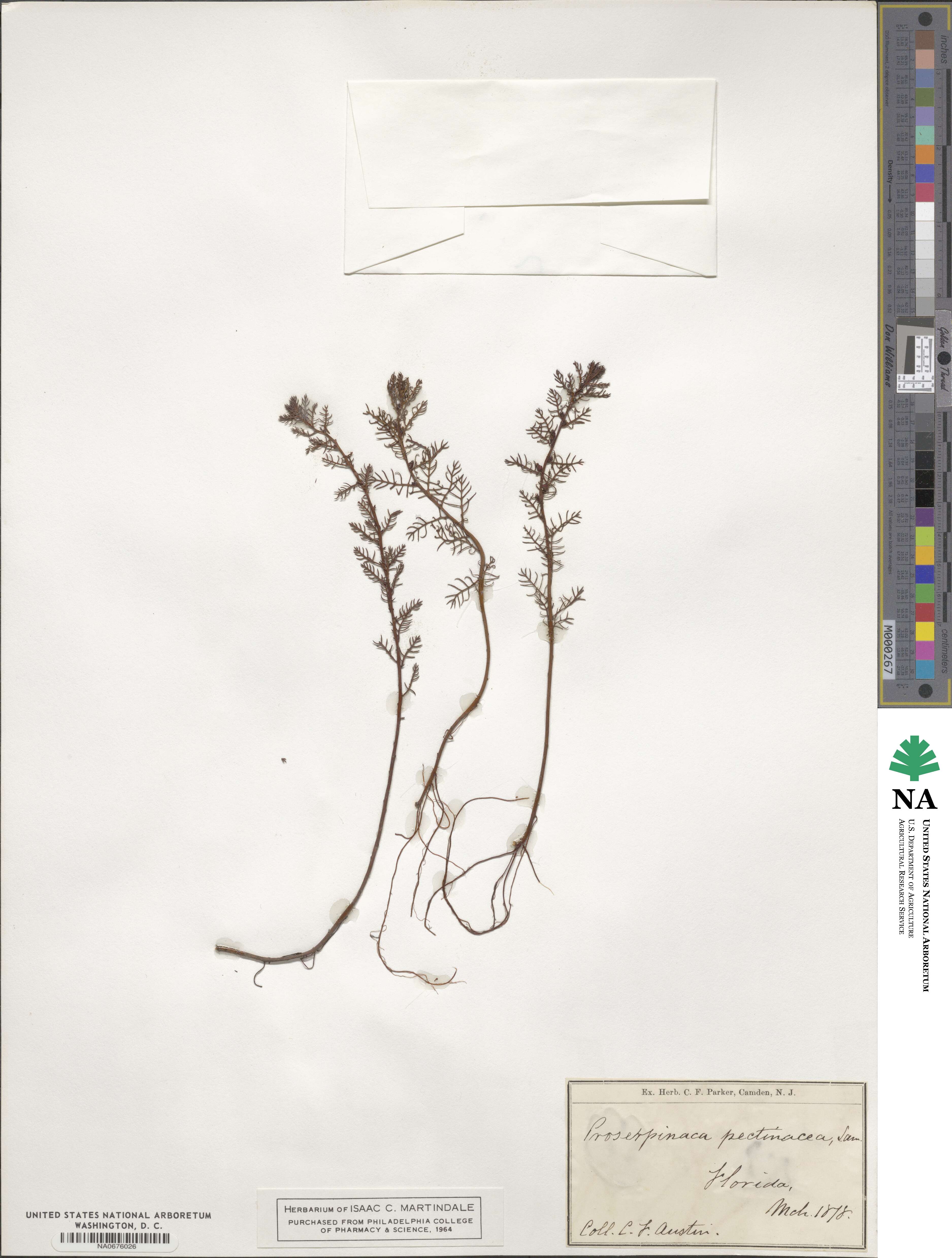 Proserpinaca pectinata image