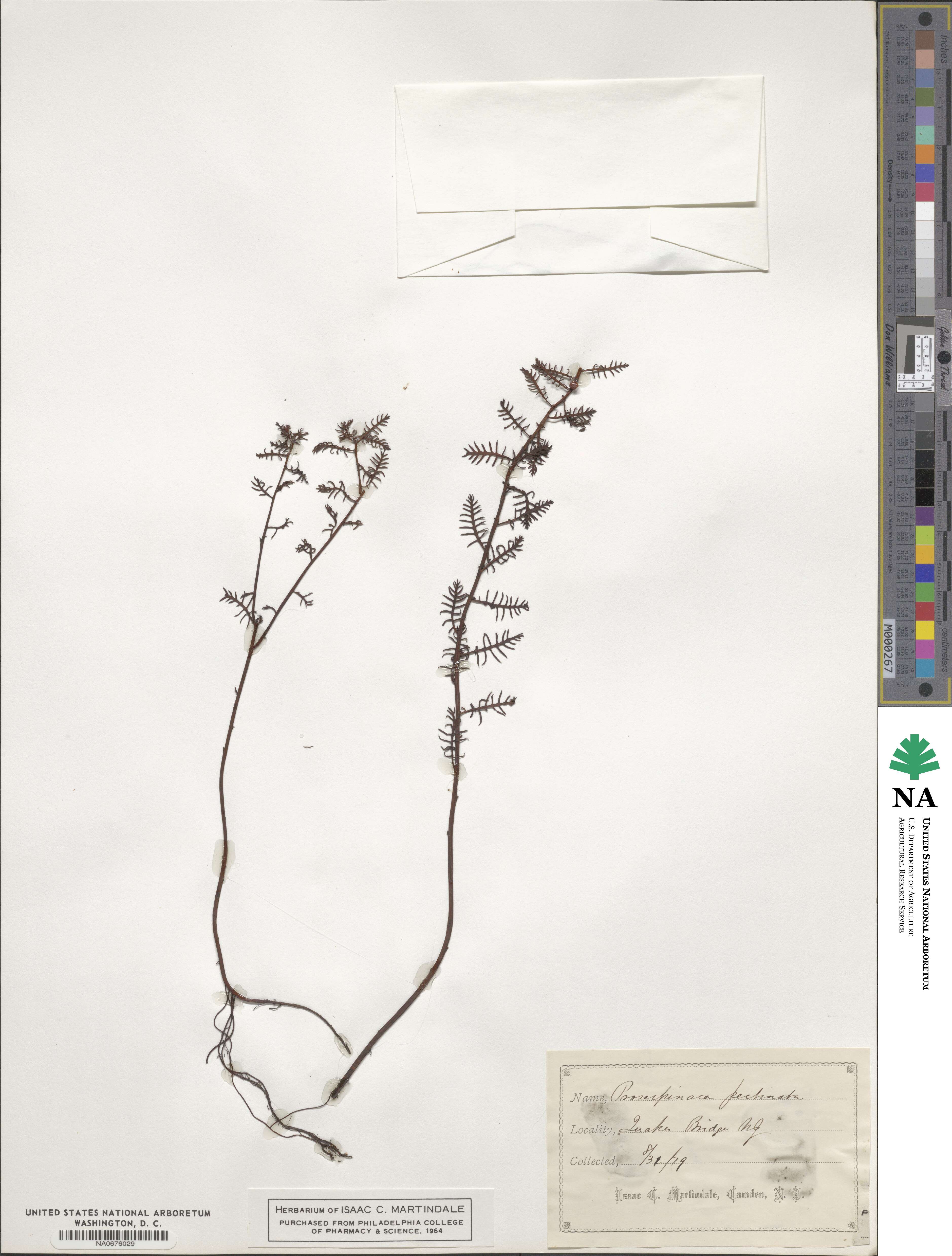 Proserpinaca image