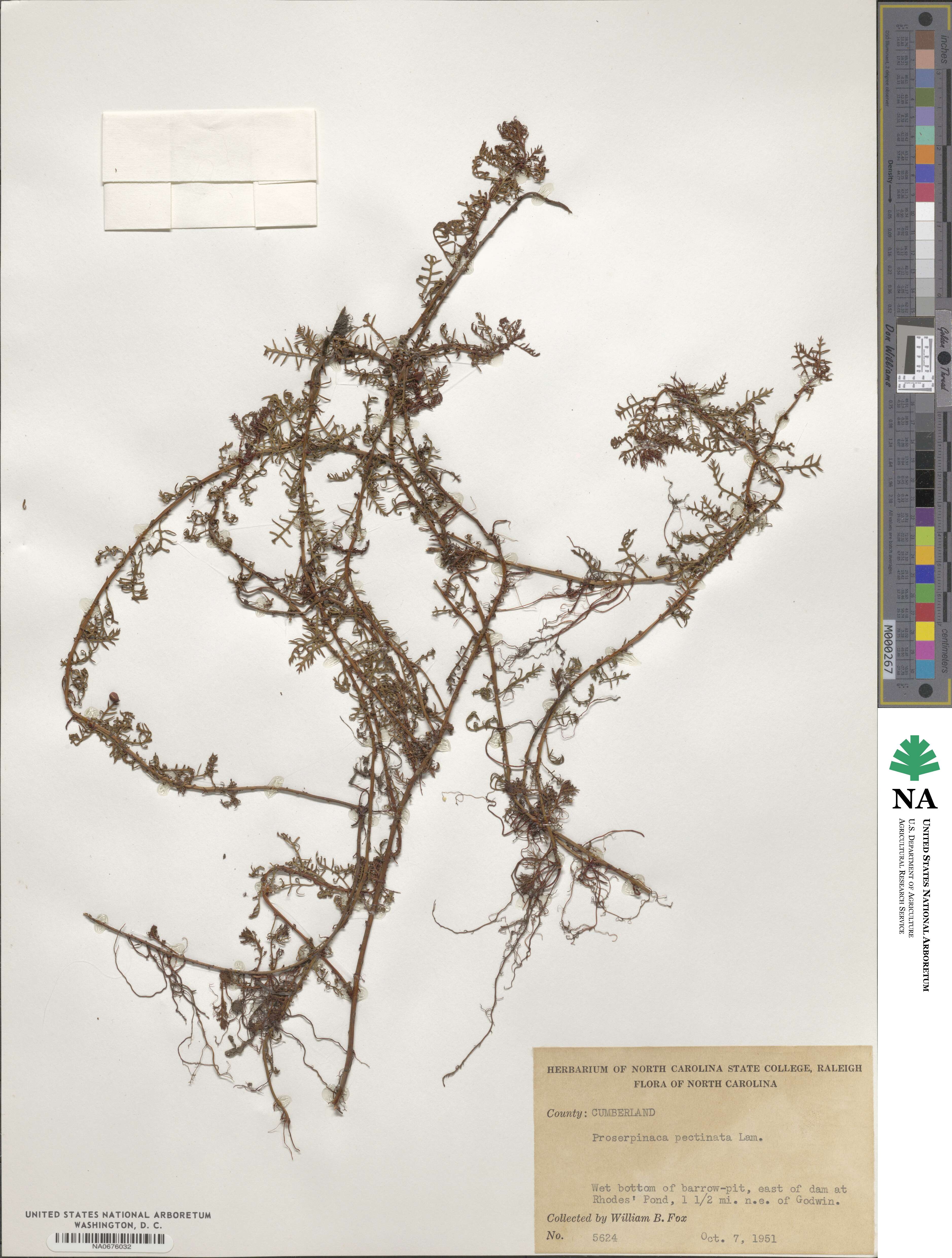 Proserpinaca image