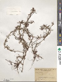 Proserpinaca pectinata image