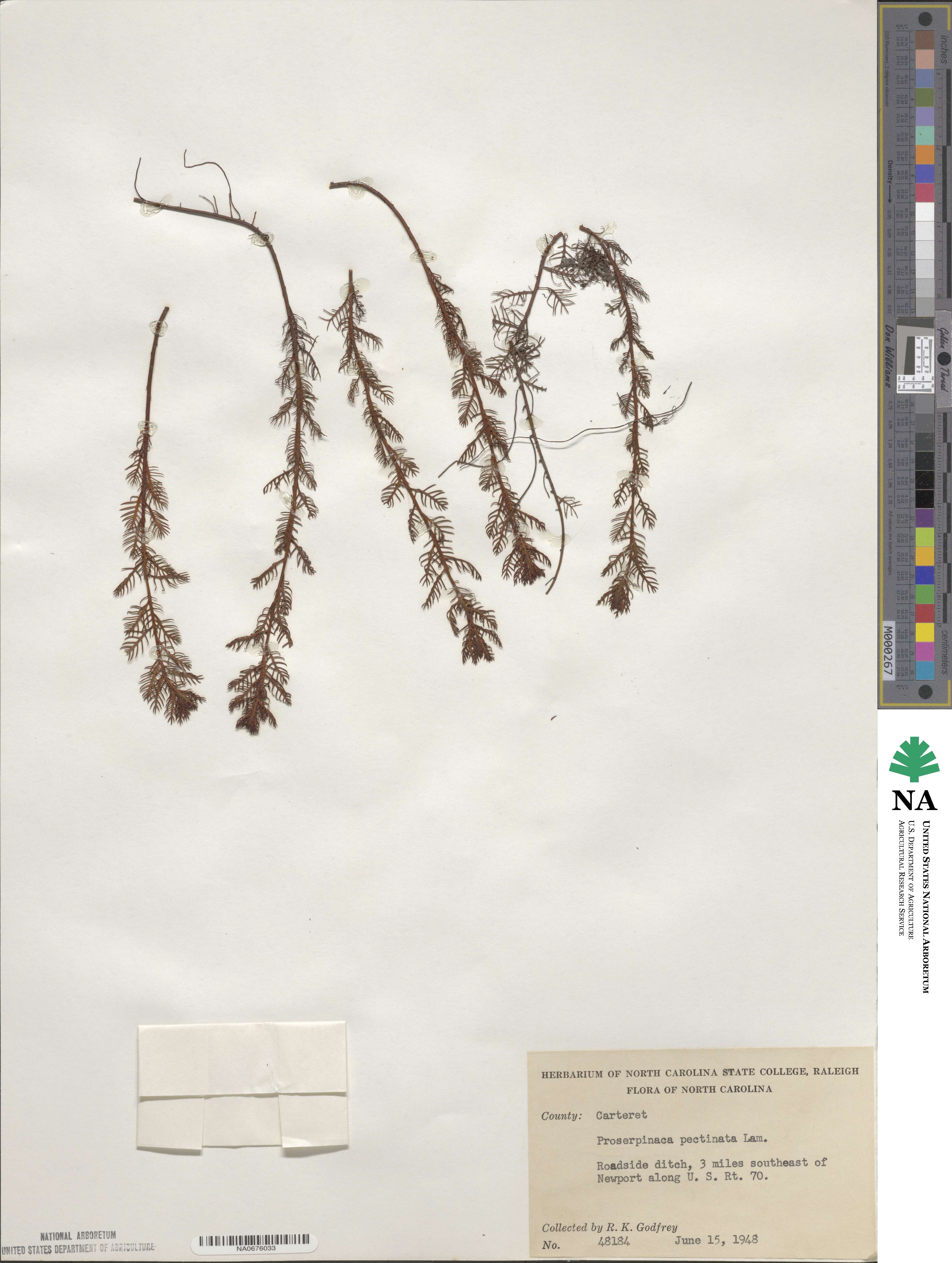Proserpinaca pectinata image