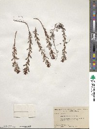 Proserpinaca pectinata image