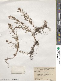 Proserpinaca pectinata image